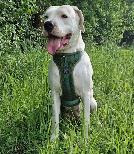 Hundegeschirr weich gepolstert - hundegeschirr,