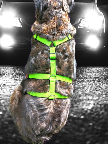 Hundegeschirr rondell - hundegeschirr,