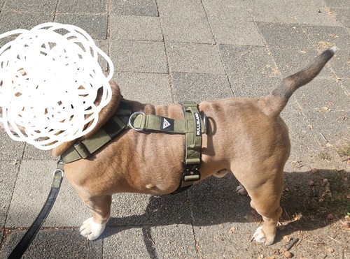 Bullsland dogwear taktisches - dogwear,
