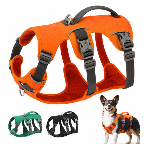 Tolles hunde - tolles,